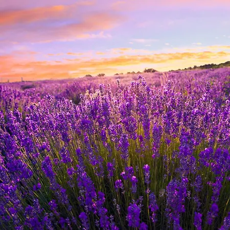 Apartment Siofok, Somogy 1 *